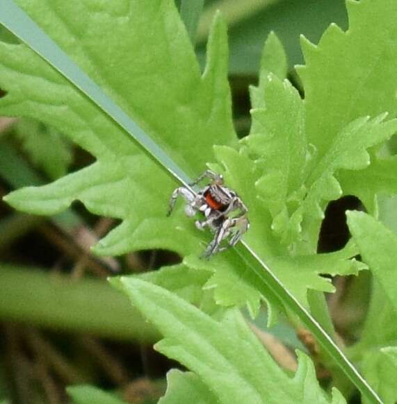 Image of Habronattus coecatus (Hentz 1846)