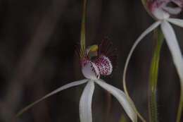 Image of Daddy-long-legs spider orchid