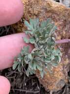 Слика од Ranunculus andersonii A. Gray