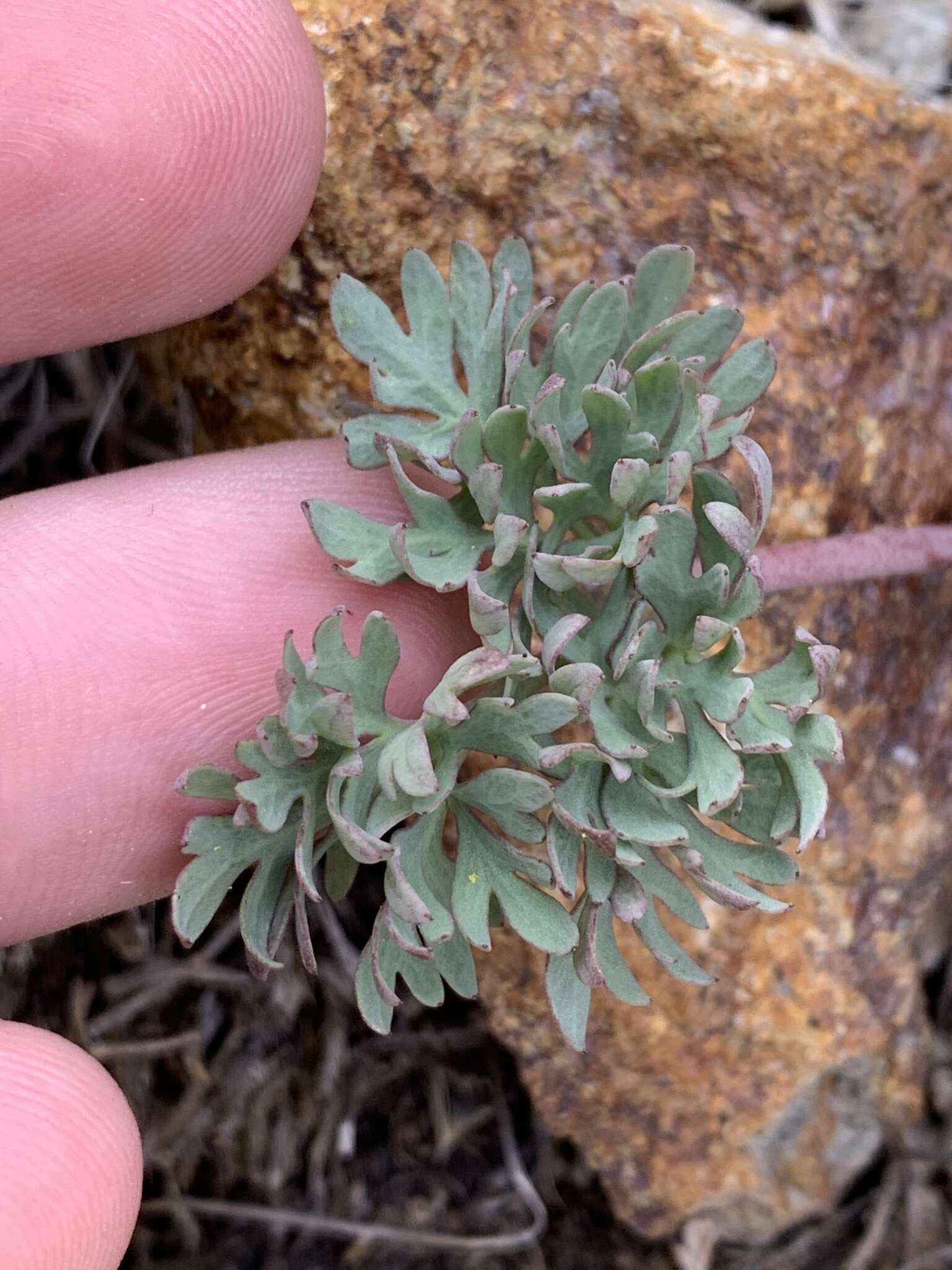 Слика од Ranunculus andersonii A. Gray