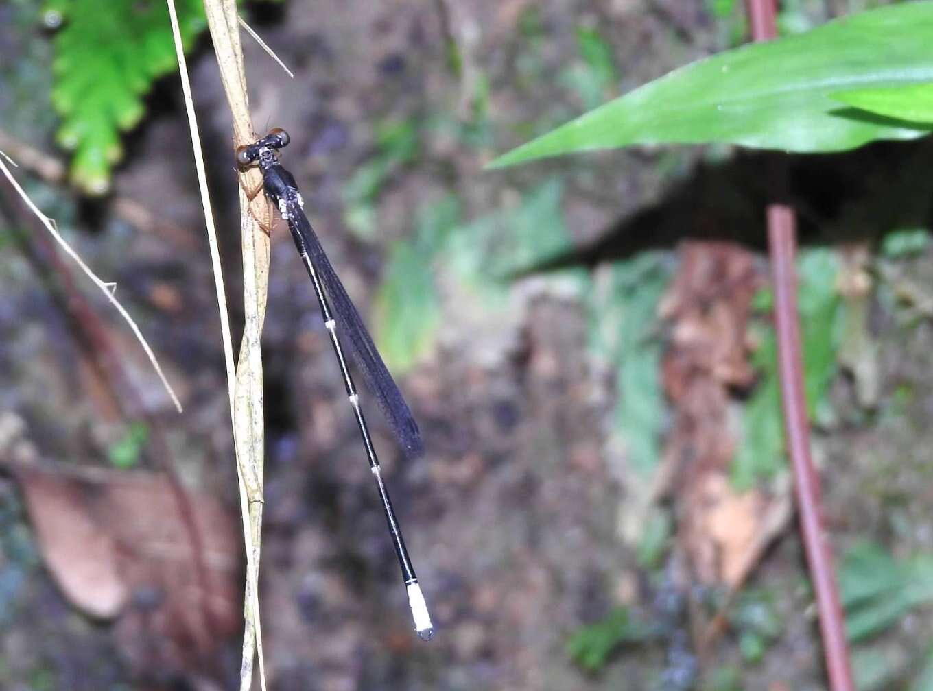 Imagem de Agriomorpha May 1933