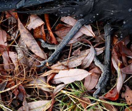 Image of Eastern Carrion Crow