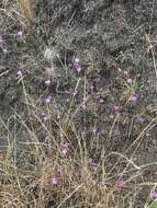 Imagem de Clarkia gracilis subsp. tracyi (Jeps.) Abdel-Hameed & Snow