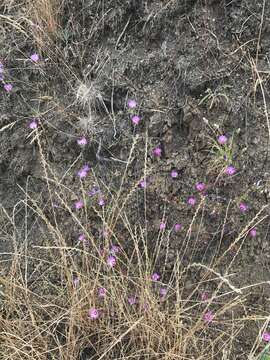 Image of Tracy's clarkia