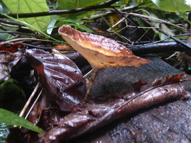 Image de Microporus xanthopus (Fr.) Kuntze 1898