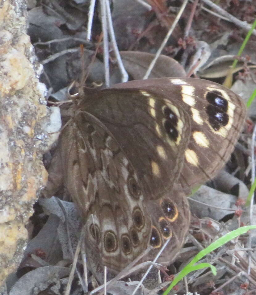 Sivun Dira clytus Linnaeus 1764 kuva