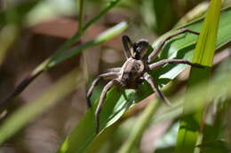 Imagem de Lycosa erythrognatha Lucas 1836