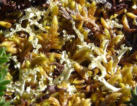 Image of Golden Tundra-moss