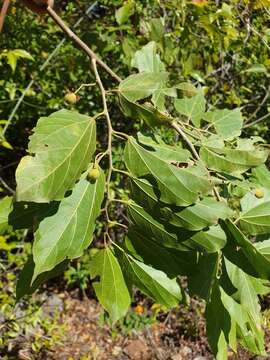 Sivun Grewia triflora (Bojer) Walp. kuva