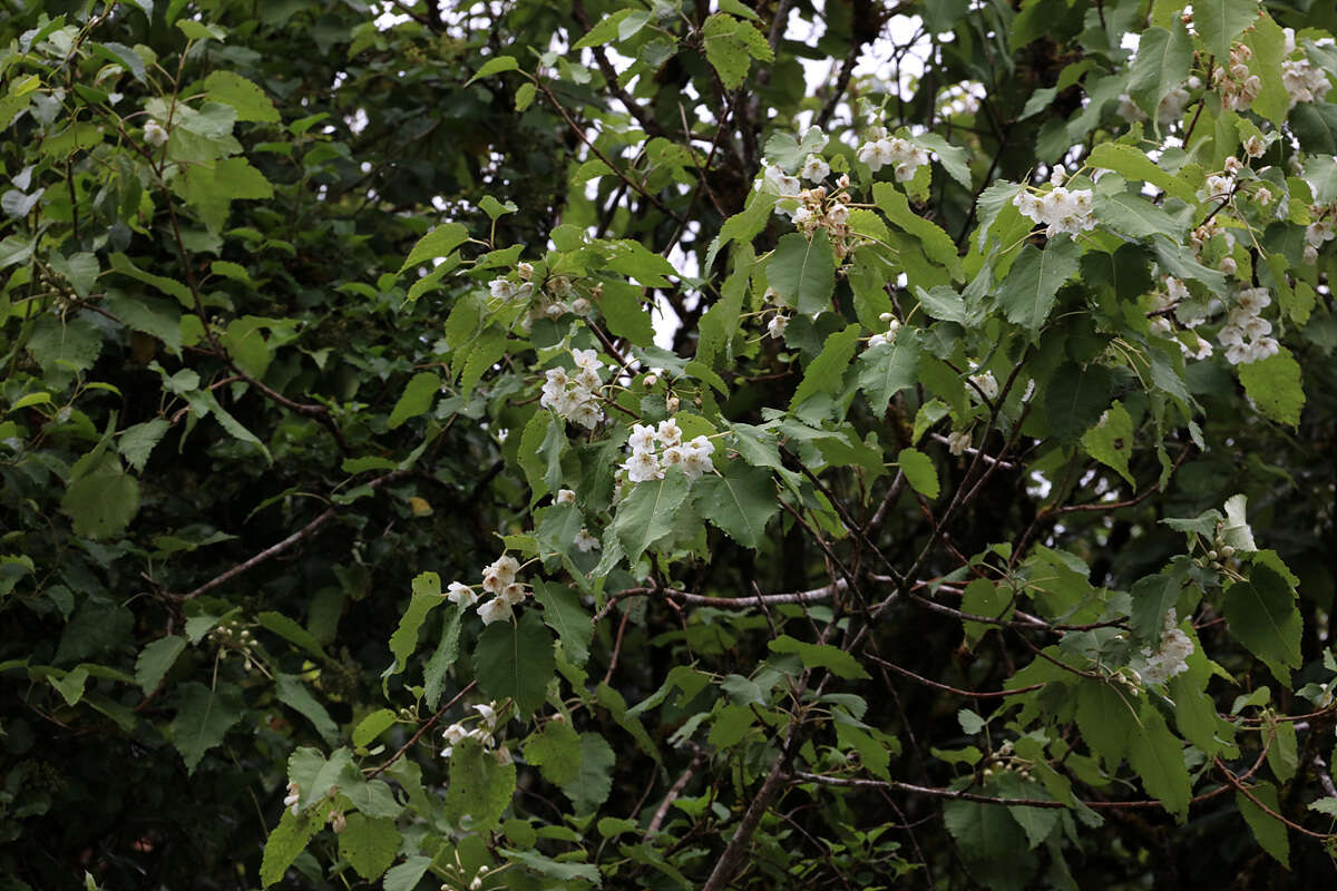 Image of Mountain Ribbon Wood