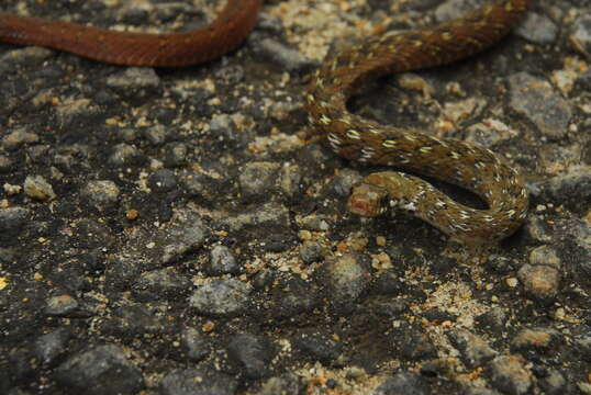 Image of Beddome’s Keelback