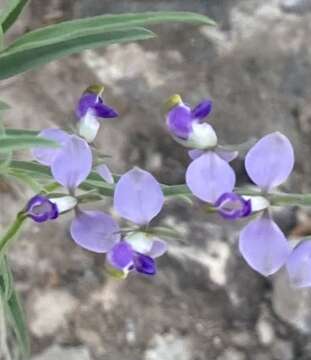 Image of blue milkwort