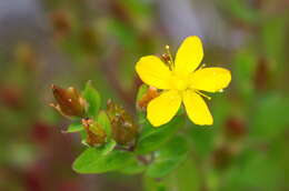 Image de Hypericum kamtschaticum Ledeb.