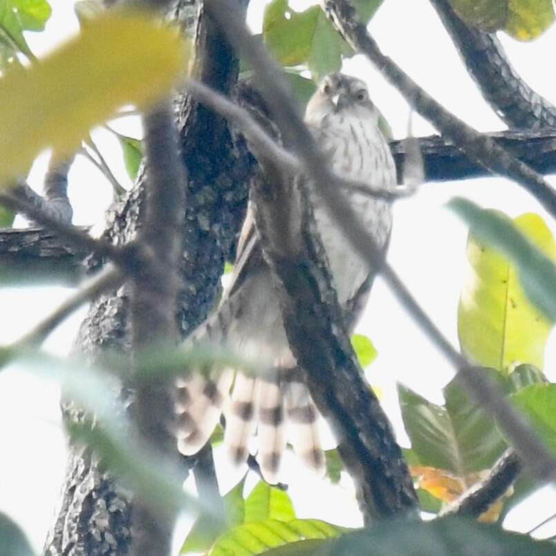 Image of Japanese Sparrowhawk