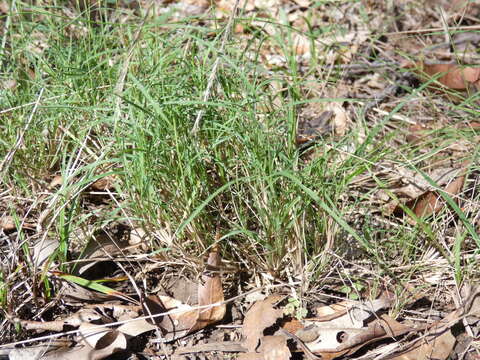 Image of Enteropogon unispiceus (F. Muell.) Clayton