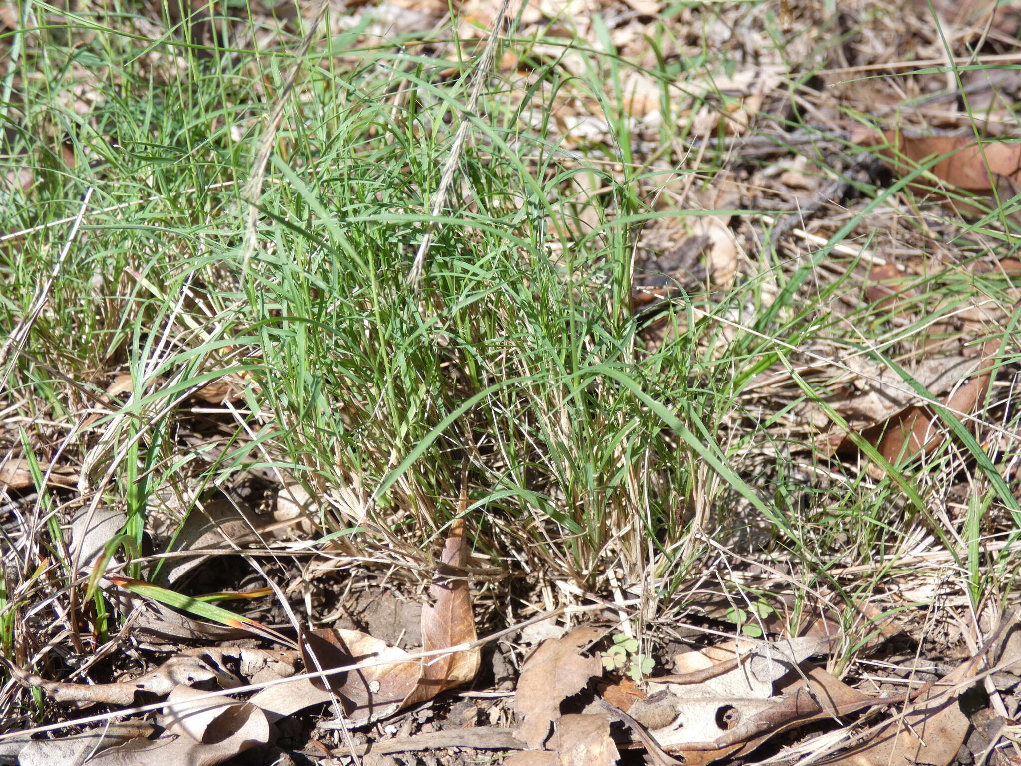 Image de Enteropogon unispiceus (F. Muell.) Clayton