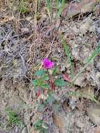 صورة Clarkia concinna subsp. raichei G. A. Allen, V. S. Ford & L. D. Gottlieb