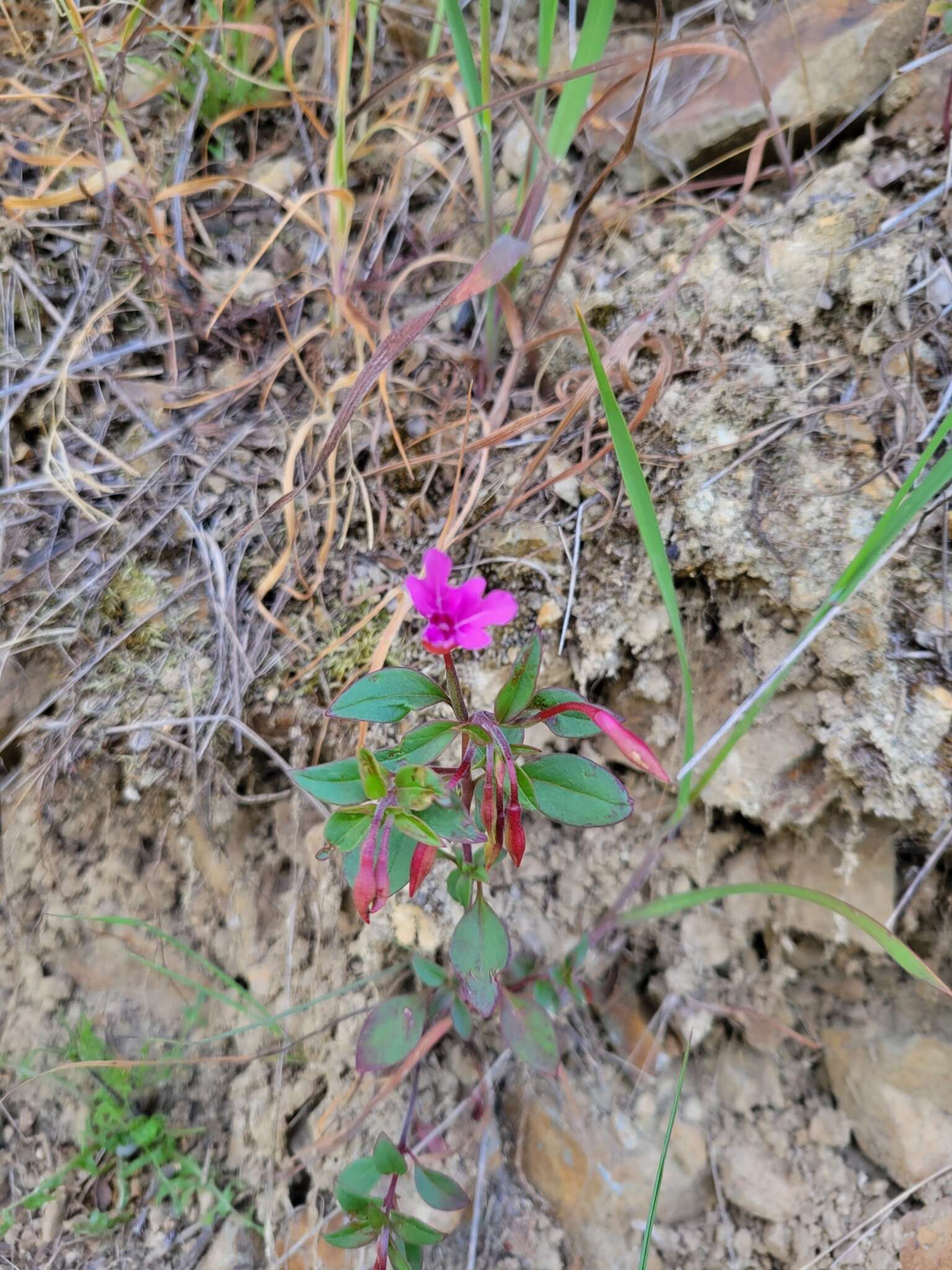 Plancia ëd Clarkia concinna subsp. raichei G. A. Allen, V. S. Ford & L. D. Gottlieb