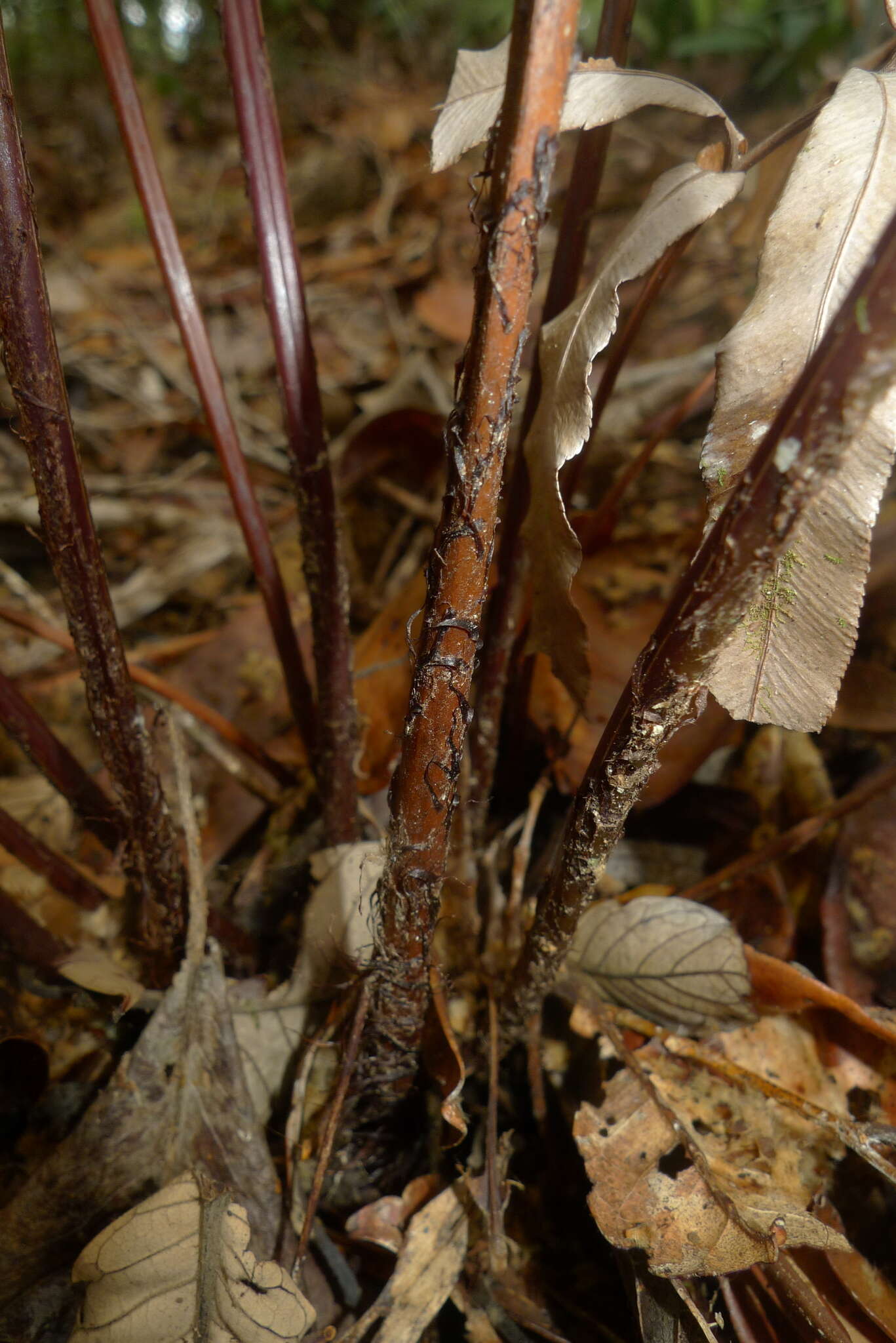 Image de Parablechnum chauliodontum (Copel.) Gasper & Salino