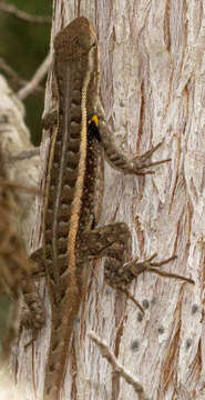 Image of Rose-bellied Lizard