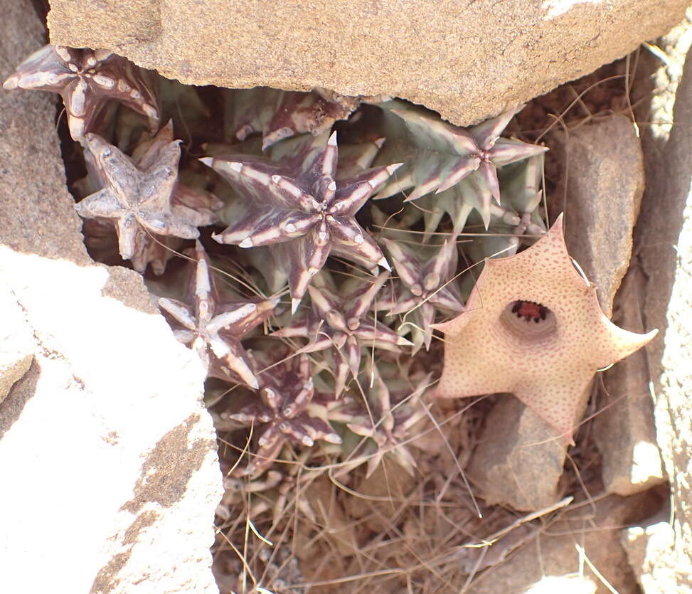 Ceropegia clavigera subsp. clavigera的圖片