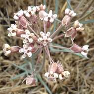 Image de Asclepias rosea Kunth