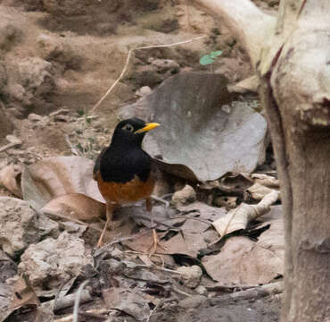 Imagem de Turdus dissimilis Blyth 1847