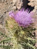 Imagem de Cirsium eatonii var. peckii (L. F. Henderson) D. J. Keil