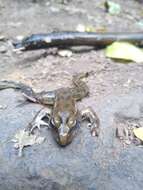 Image de Lithobates magnaocularis (Frost & Bagnara 1974)