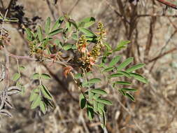 Sivun Indigofera suffruticosa Mill. kuva