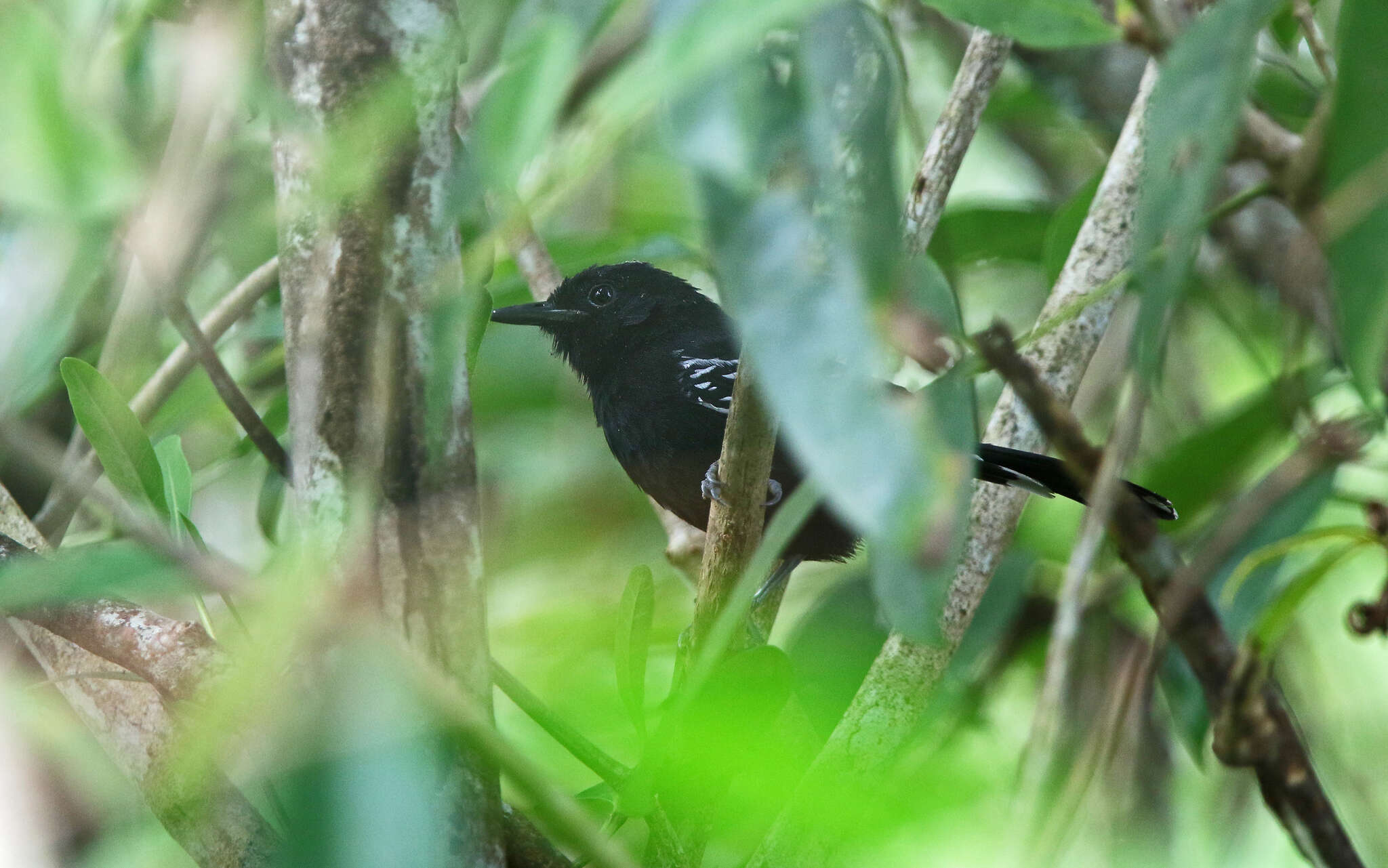 Image of Jet Antbird