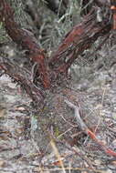 Image of woollyleaf manzanita