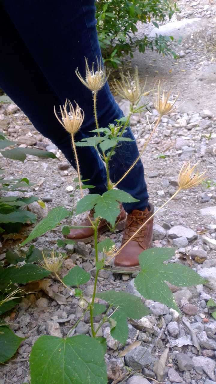 Image of Arizona rosemallow