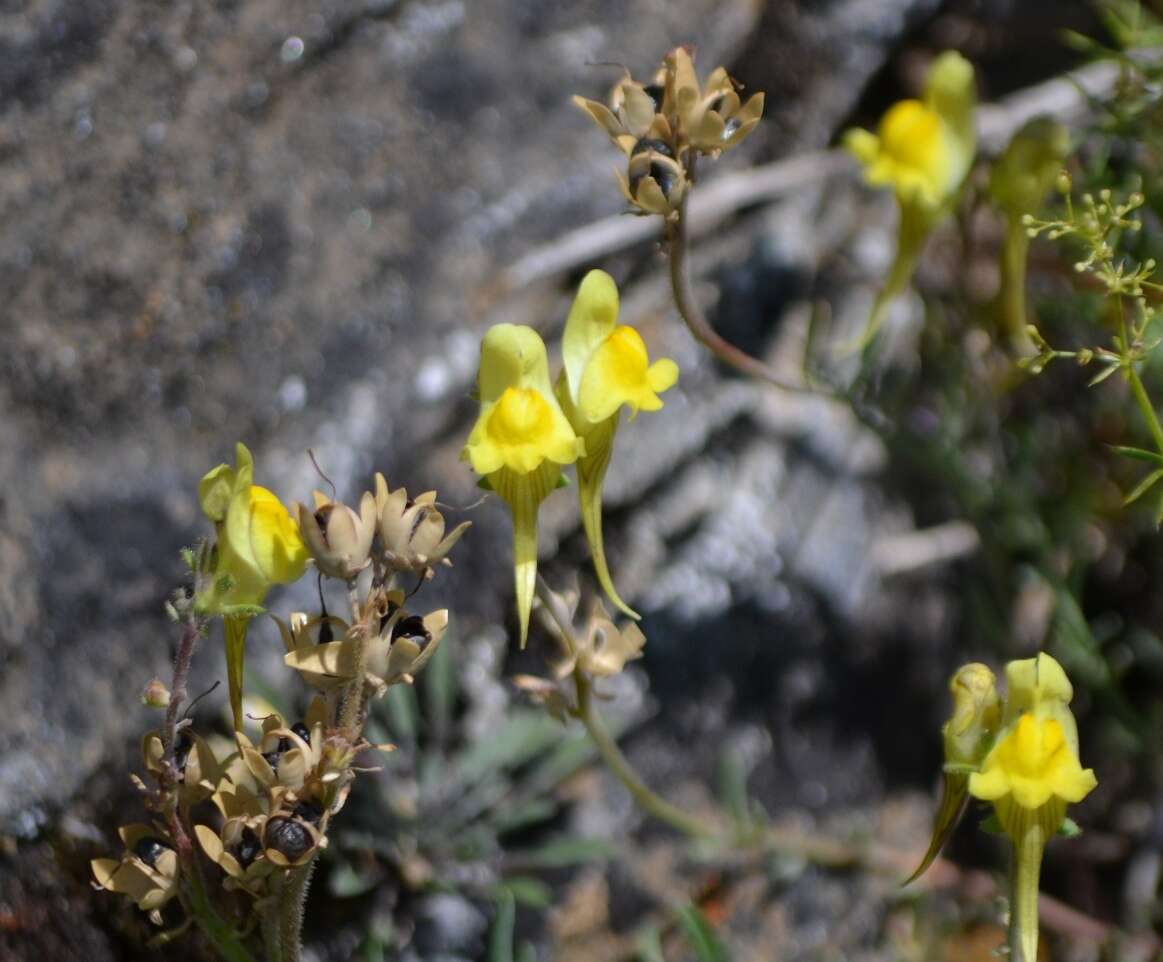 صورة Linaria supina (L.) Chaz.