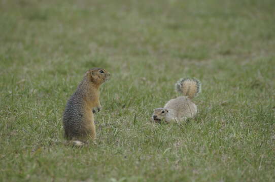 صورة Urocitellus undulatus (Pallas 1778)