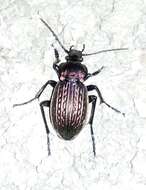 Image of Carabus (Eucarabus) ulrichii Germar 1824