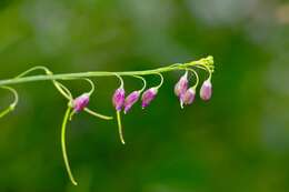 Image de Pennellia longifolia (Benth.) Rollins