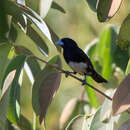 Image of Cone-billed Tanager