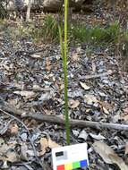 Image of Christmas leek orchid