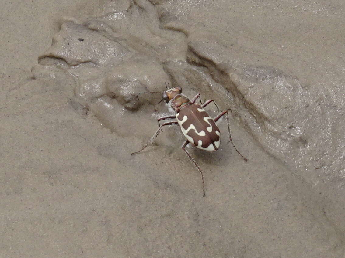 Image of Beach tiger beetle