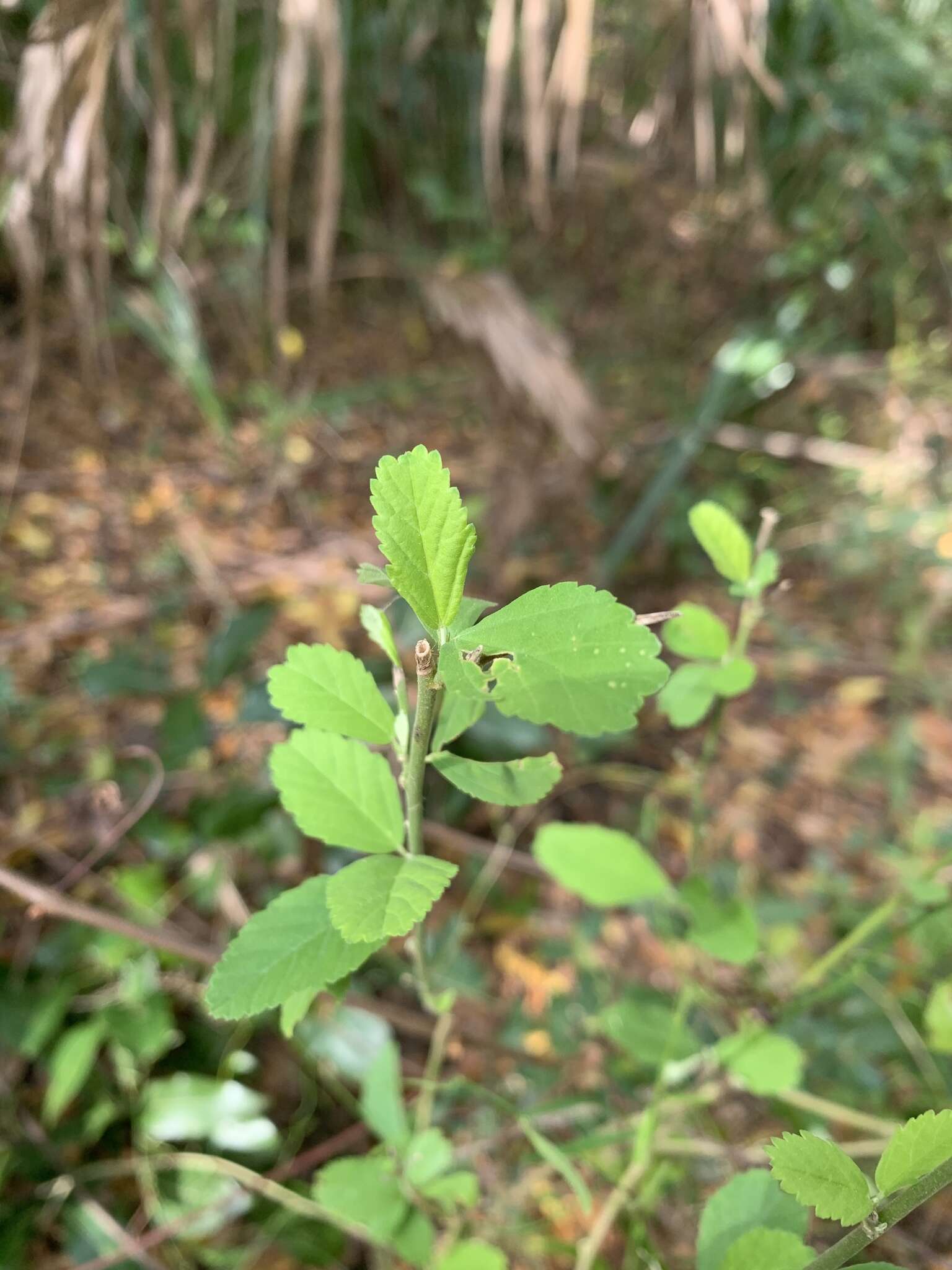 Image of Sida ulmifolia Mill.