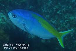 Image of Yellowtail blue snapper