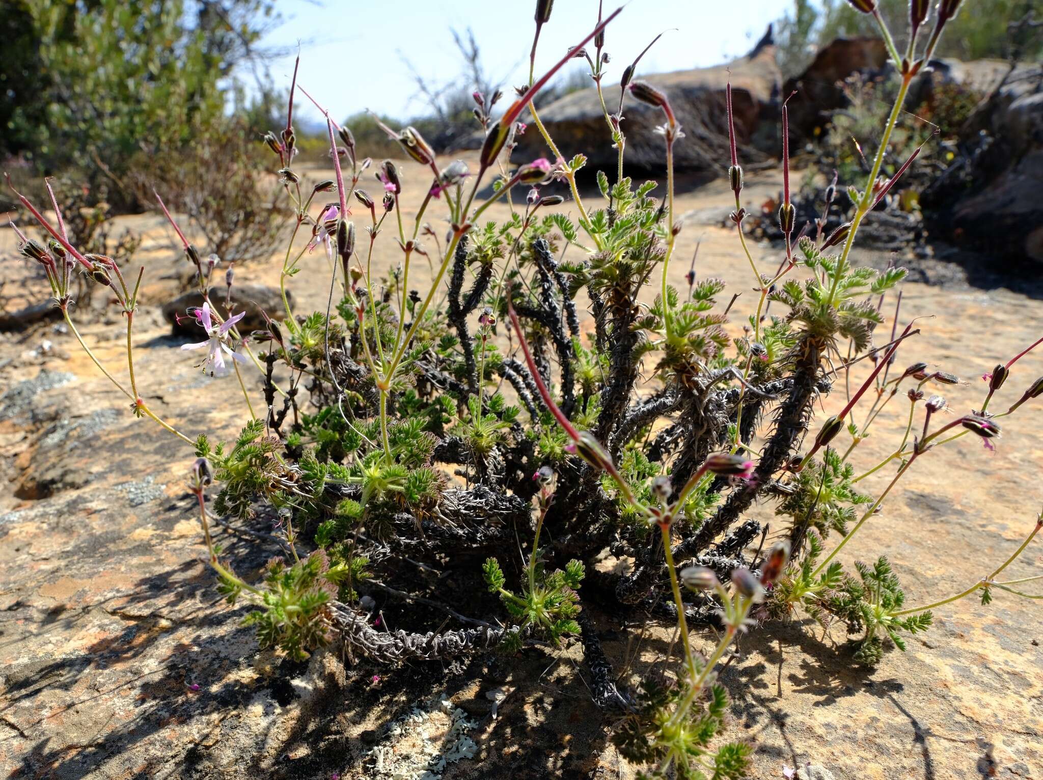 Image of Pelargonium oreophilum Schltr.