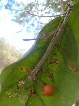 Image of Bunchosia palmeri S. Wats.