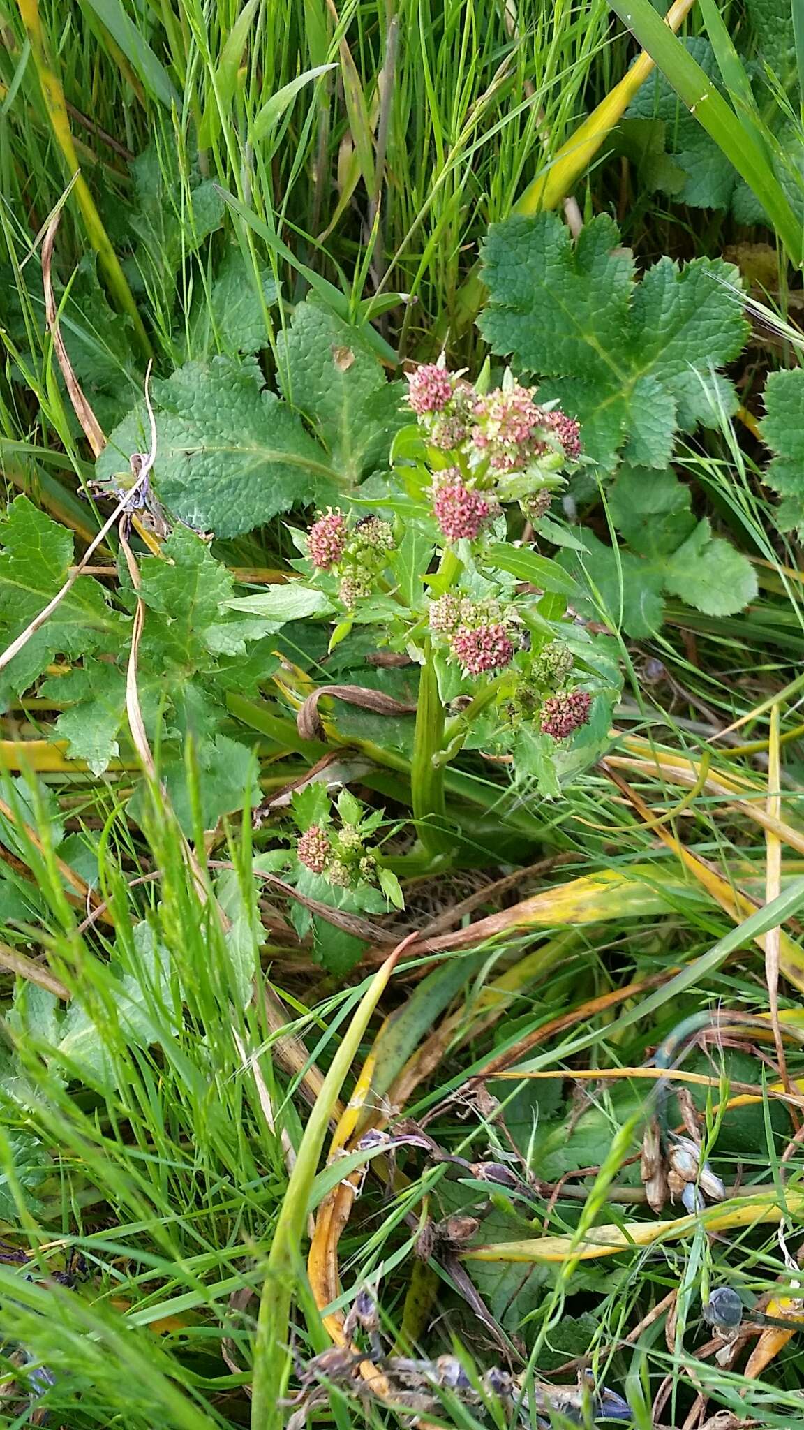 Image of Pacific blacksnakeroot