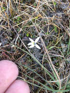 Image of Lobelia perpusilla Hook. fil.