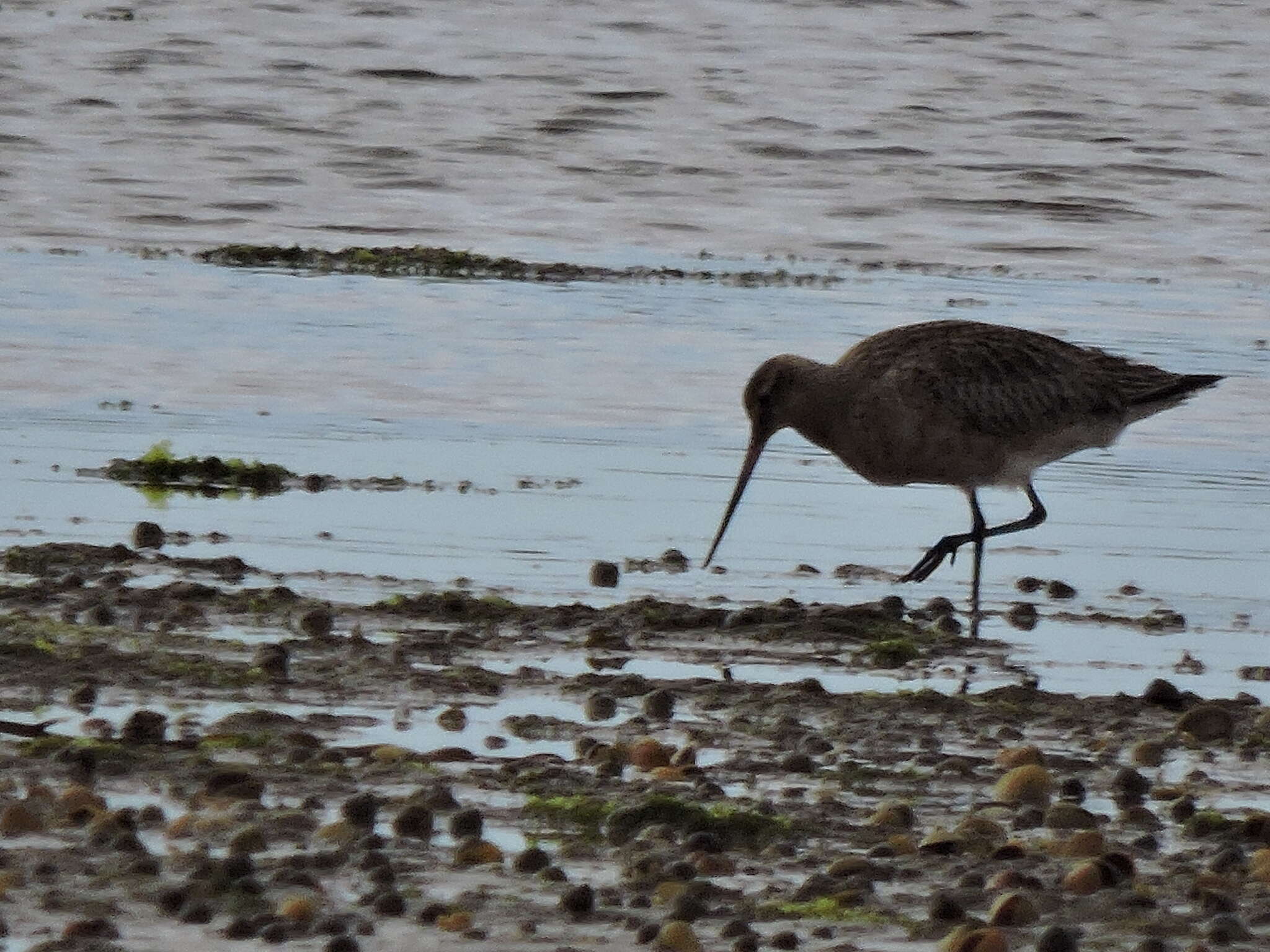 Image of Limosa lapponica baueri Naumann & JF 1836