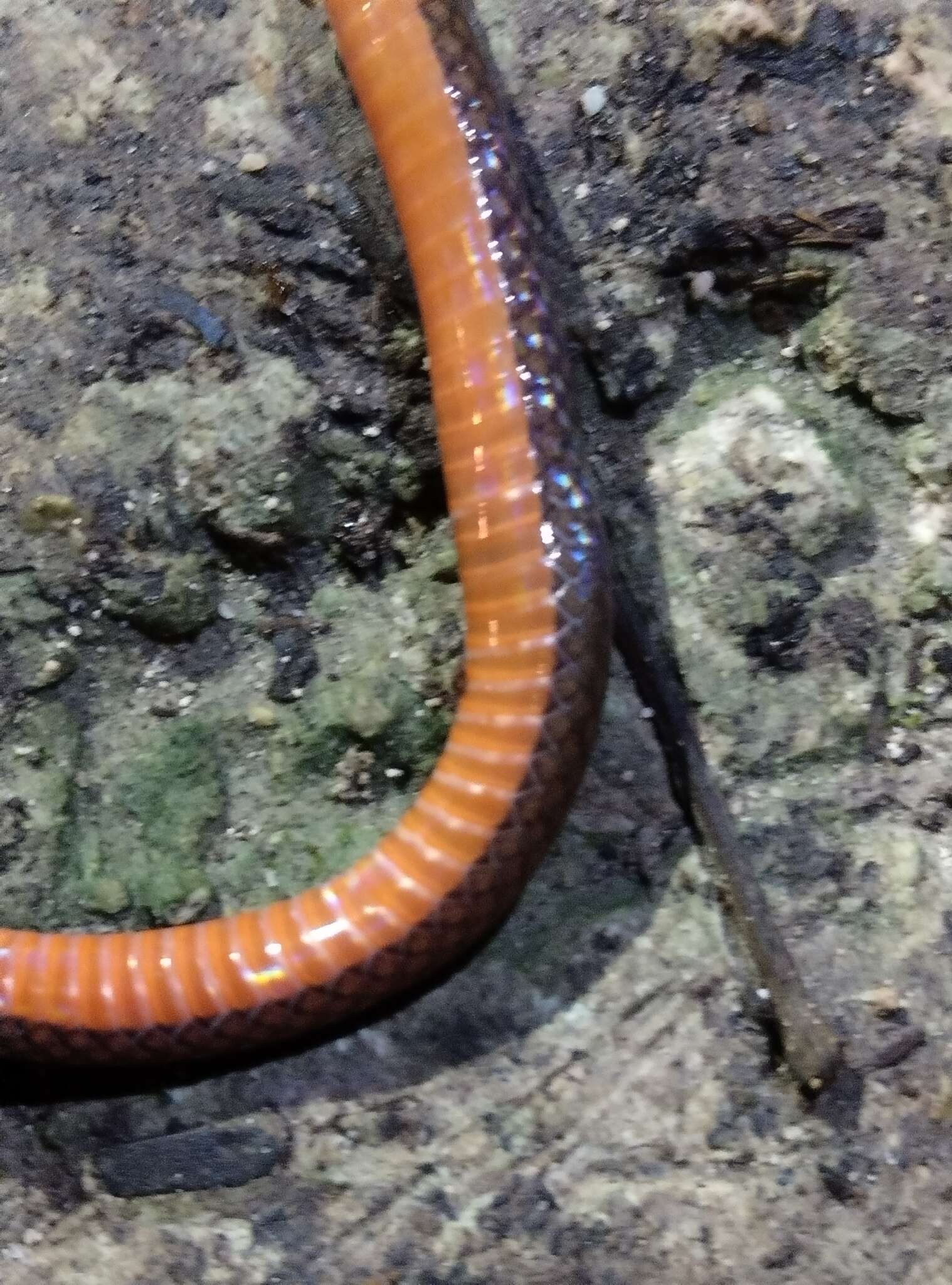 Image of Red Earth Centipede Snake