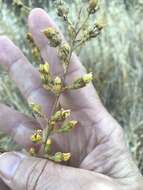 Image of Heermann's tarweed