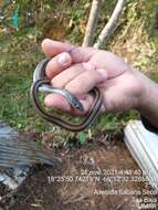 Image of Banded Keelback